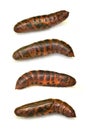 Pupa set of Oleander hawkmoth