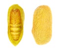 Pupa. Silk Moth