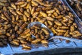 Pupa, silkworm fried food, fried insect larvae snack as exotic in Thailand. Thai cuisine in street food market Royalty Free Stock Photo