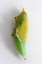 Pupa of the small white or small cabbage white Pieris rapae on damaged cabbage leaves.