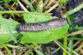 Pupa on soil of Crane fly is a common name referring to any member of the insect family Tipulidae. It is significant pest in soil