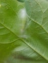 Pupa soybean looper damage on black bean In Viet Nam Royalty Free Stock Photo