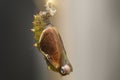 Pupa Stage in the life cycle of a butterfly, Spotted rustic is undergoing complete metamorphosis to emerge as a beautiful adult Royalty Free Stock Photo