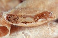 Pupa of wasp from family Bethylidae parasitizing on Rhyzopertha dominica lesser grain borer