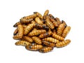 pupa on white background, fry silk worms - fried pupa for food beetle worm