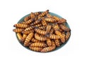 pupa on white background, fry silk worms - fried pupa for food beetle worm