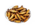 pupa on white background, fry silk worms - fried pupa for food beetle worm