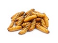 pupa on white background, fry silk worms - fried pupa for food beetle worm