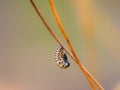 Pupa of white butterfly with blur background in nature