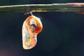 Pupa Royalty Free Stock Photo