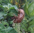The pupae of the metamorphosis of cicadas, garengpung or crying kinjeng or types Royalty Free Stock Photo