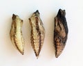 Pupae of Papilio machaon. Papilionidae. Lepidoptera