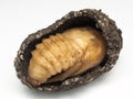 Pupal case of a moth