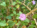 Pupal colour beauty flowers