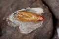 Pupal exam of Scrobipalpa ocellatella. This is an important pest of sugar beet and other crops.