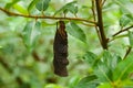 Pupate chrysalis cocoon baby of butterfly Royalty Free Stock Photo