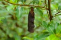 Pupate chrysalis cocoon baby of butterfly Royalty Free Stock Photo
