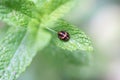 Pupation of a ladybug on a mint leaf. Macro shot of living insect. Series image 9 of 9 Royalty Free Stock Photo