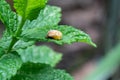 Pupation of a ladybug on a mint leaf. Macro shot of living insect. Series image 5 of 9 Royalty Free Stock Photo