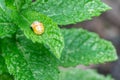 Pupation of a ladybug on a mint leaf. Macro shot of living insect. Series image 3 of 9 Royalty Free Stock Photo