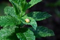 Pupation of a ladybug on a mint leaf. Macro shot of living insect. Series image 4 of 9 Royalty Free Stock Photo