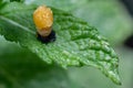 Pupation of a ladybug on a mint leaf. Macro shot of living insect. Series image 1 of 9 Royalty Free Stock Photo