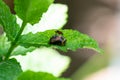 Pupation of a ladybug on a mint leaf with a mosquito on it. Macro shot of living insect. Series image 8 of 9 Royalty Free Stock Photo