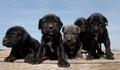 Pupies cane corso Royalty Free Stock Photo