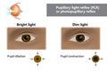 Pupillary light reflex PLR or photopupillary reflex. How do pupils change in size with dim and bright light