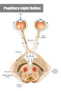 Pupillary light reflex PLR or photopupillary reflex Royalty Free Stock Photo