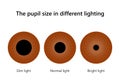 Human eye. The pupil size in different lighting. Royalty Free Stock Photo