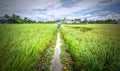 Pupils cycling to school on dirt roads Royalty Free Stock Photo