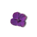 This the Puple Beautiful Flower