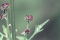 Puple bud in spring