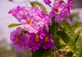 Puple flowers blooming .