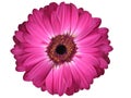 Puple Gerbera Daisy Royalty Free Stock Photo