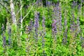 Puple lupinus, commonly known as lupin or lupine flower in the forest meadow Royalty Free Stock Photo