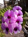 Puple orchid