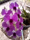 Puple orchid