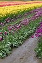 Puple, purple variegated, yellow and red tulips in rows