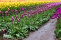 Puple, purple variegated, yellow and red tulips in rows