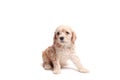 Puppie Royalty Free Stock Photo