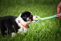 Puppie of border collie is playing with fleece toy. Royalty Free Stock Photo