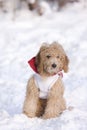 Puppie in dog Royalty Free Stock Photo