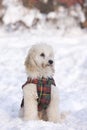 Puppie siting in snow Royalty Free Stock Photo