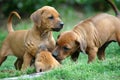 Puppies Royalty Free Stock Photo