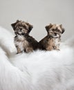 Puppies Royalty Free Stock Photo