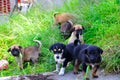 Puppies Royalty Free Stock Photo