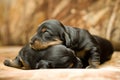 Puppies Royalty Free Stock Photo