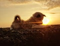 The puppies act like a Sunset catcher. Royalty Free Stock Photo